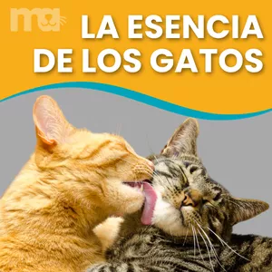 Imagen de portada para Curso online La esencia de los gatos