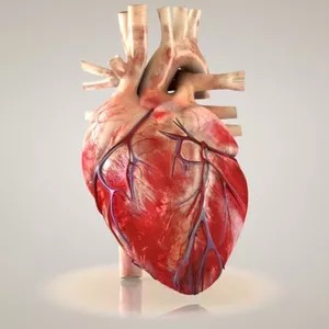 Imagem de capa para o Curso online Curso de Anatomia e fisiologia cardiovascular humana