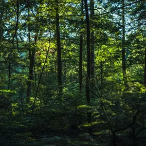 Cover image for Online course 20 Pictures of forest: Pack1