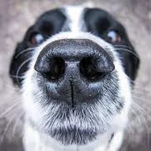 Imagem de capa para o Ebook Treinamento simples para cães