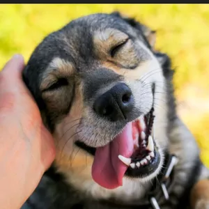 Imagem de capa para o Ebook How to Train Your Puppy