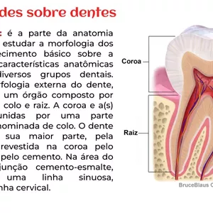 Imagem de capa para o Ebook anatomia dentaria 