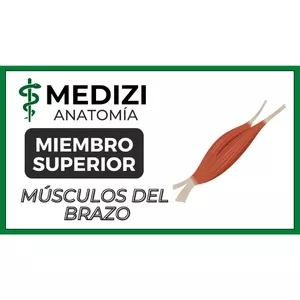 Imagen de portada para Ebook Anatomía de Miembro Superior - Músculos del brazo (Bíceps y tríceps)