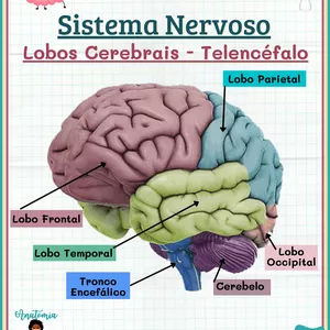 Imagem de capa para o Curso online Mapas Mentais de Neuroanatomia Pt