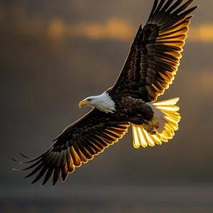 Imagen de portada para Curso online Curso introductorio a las constelaciones familiares: Ojos de águila