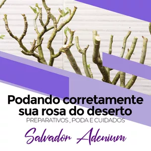 Imagem de capa para o Curso online CURSO 6 - PODANDO CORRETAMENTE SUA ROSA DO DESERTO, PREPARO, CUIDADOS E TÉCNICAS