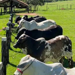 Imagem de capa para o Curso online Curso De Doma De Bovinos 2.0