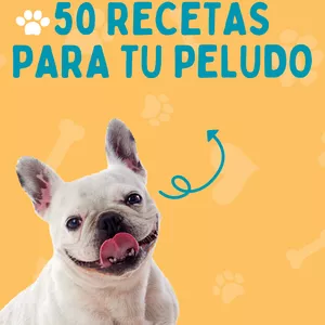 Imagen de portada para Curso online Recetas para perros