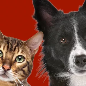 Imagem de capa para o Ebook Manual Pet 