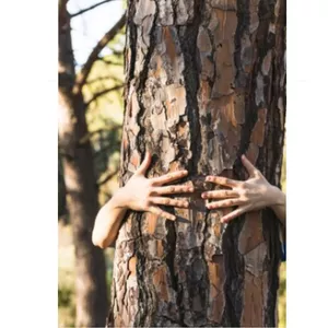 Imagen de portada para Curso online Formacion Practica y guia de estudio de Constelaciones Familiares