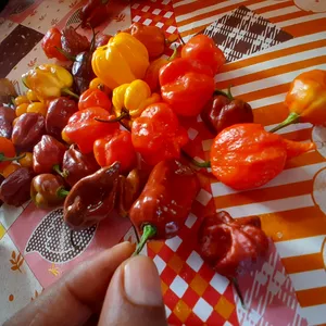 Imagem de capa para o Ebook O caminho da Pimenta  ao sucesso