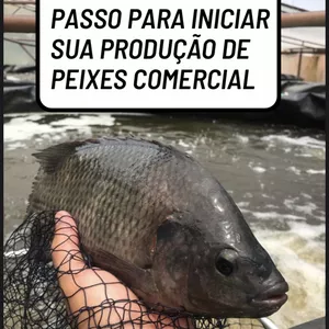 Imagem de capa para o Ebook Como iniciar uma produção comercial de peixes 