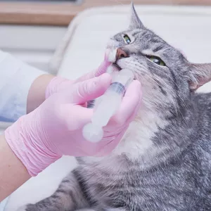 Imagen de portada para Curso online Certificado + 12 Masterclass de Farmacología 2025