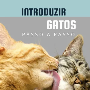 Imagem de capa para o Ebook Introdução de gatos - passo a passo 