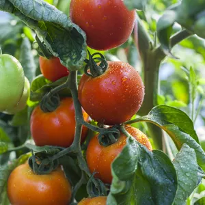 Imagem de capa para o Curso online Hortas Caseiras - Cultivo do Tomate