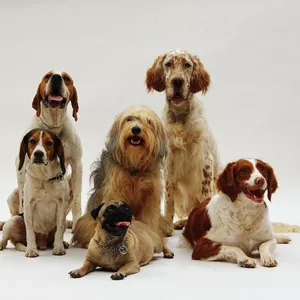 Cover image for Ebook Healthy Pet Treats Recipe Book