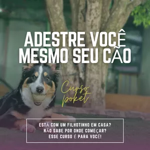 Imagem do curso Adestre seu cão em casa: Dicas práticas para adestramento eficiente