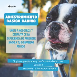 Imagen de portada para Curso online Curso Adiestramiento Básico Canino