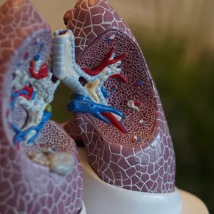 Imagem de capa para o Ebook  os Sinais do Câncer de Pulmão