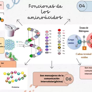 Imagen de portada para Ebook Funciones de los aminoácidos 