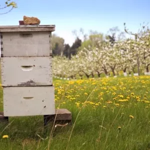 Cover image for Online course Training in Apiculture