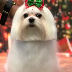 Imagem do curso curso Chanel