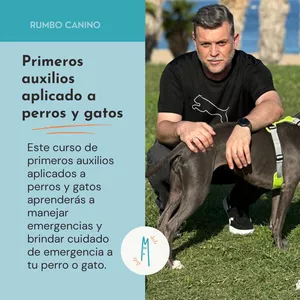 Imagen de portada para Curso online Primeros auxilios aplicado a perros y gatos