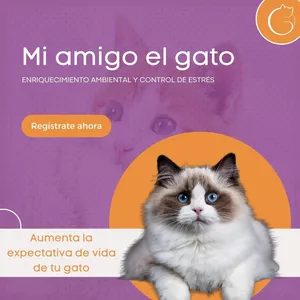 Imagen de portada para Curso online Mi amigo el gato 