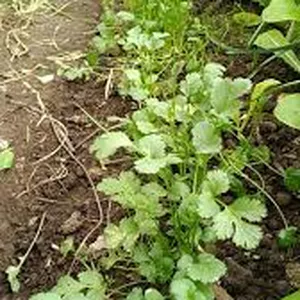 Imagen de portada para Curso online El cilantro