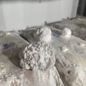 Imagem de capa para o Curso online Produção de cogumelo do substrato à colheita