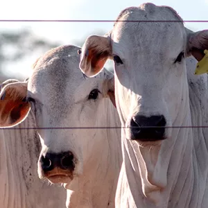 Imagem de capa para o Curso online MANEJO PRÉ-ABATE E INSPEÇÃO ANTE E POST-MORTEM DE BOVINOS