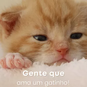 Imagem de capa para o Ebook MASSAGEM PARA RELAXAR SEU GATO 