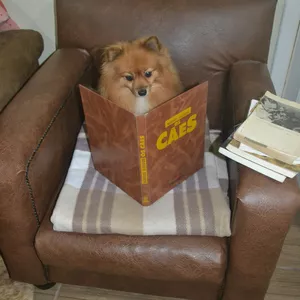 Imagem do curso Curso Psicologia Canina Avançado - Cão Sentinela