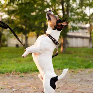 Imagen de portada para Curso online Adiestramiento canino 