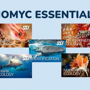 Imagen de portada para Curso online Certificaciones de Instructor de las Especialidades SSI