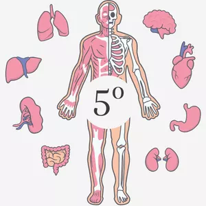 Imagem de capa para o Curso online 5º período