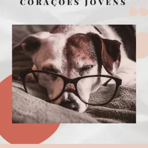 Imagem do curso Cães Grisalhos Corações Jovens