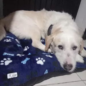 Imagen de portada para Curso online Camitas para perro