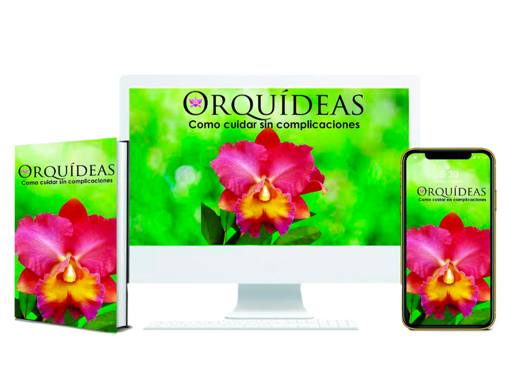 Orquídeas como cuidad sin complicaciones