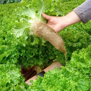 Imagen de portada para Curso online producción hidropónica