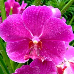 Imagem de capa para o Curso online Orquídeas raras da espécie “feiticeira” – Via: Minube