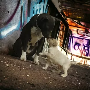 Imagen de portada para Curso online Rahyan