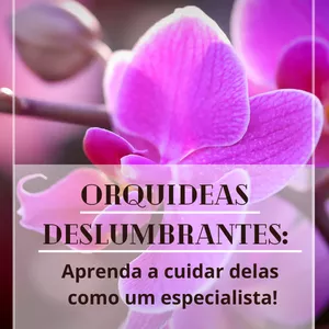 Imagem de capa para o Ebook Orquídeas Deslumbrantes: Aprenda a cuidar delas como um especialista