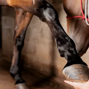 Imagen de portada para Curso online Curso de Fisioterapia Equina