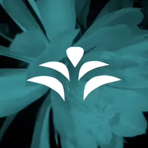 Imagem de capa para o Curso online Aula da Flor da Lua com Palmira Margarida