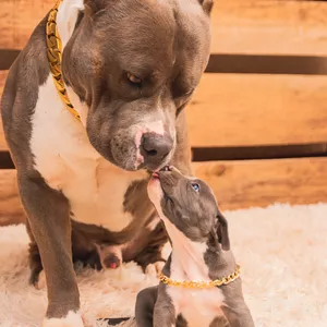Imagem de capa para o Curso online Adestre seu cão Brincando - Xixi e cocô no Lugar Certo