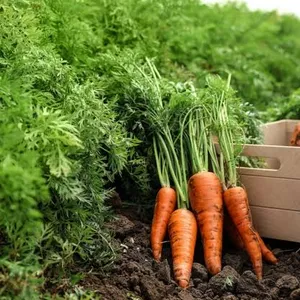 Imagem de capa para o Ebook Como plantar Cenoura 