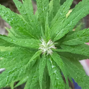 Imagem de capa para o Curso online Filha da Folha