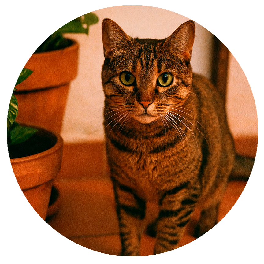 Tere S. (España) por Nala su gatita escapista