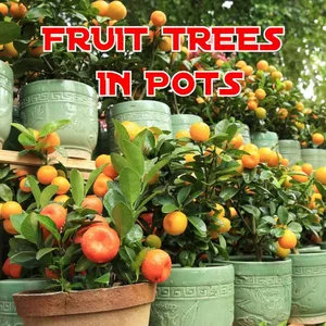 Cover image for Online course Fruit Trees in Pots